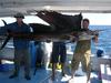 Rowley Shoals - Biiig Sailfish